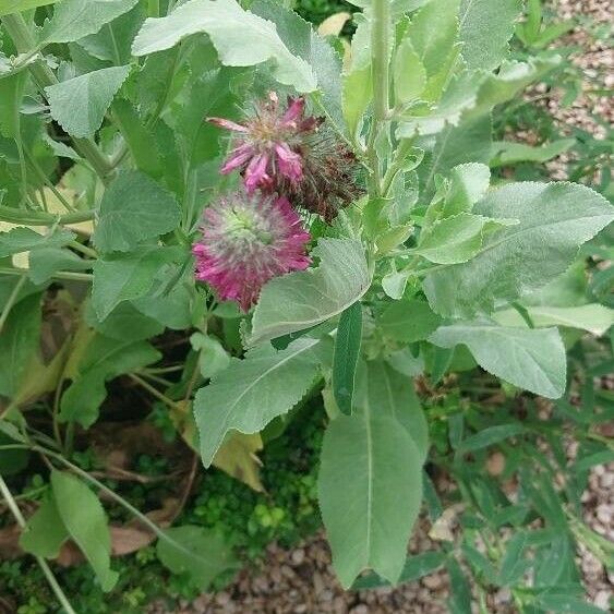 Tanacetum balsamita Flower