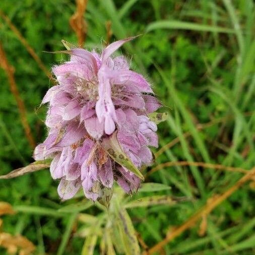 Blephilia ciliata फूल