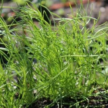 Spergula arvensis Leaf