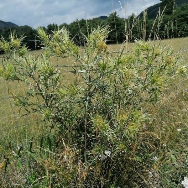 Cirsium ferox عادت