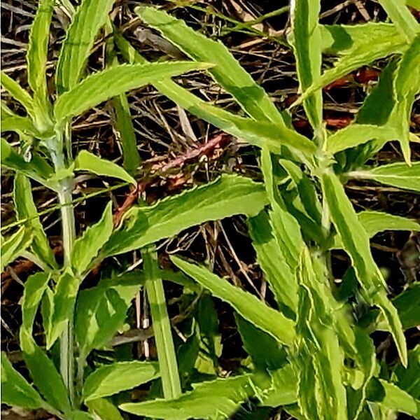 Monarda punctata পাতা