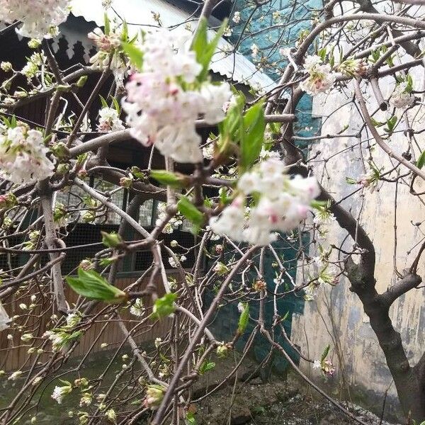 Viburnum grandiflorum Flors