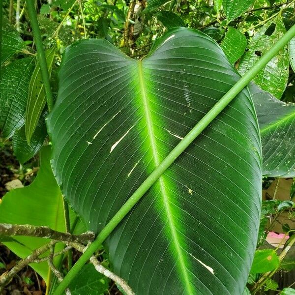 Calathea crotalifera Leaf