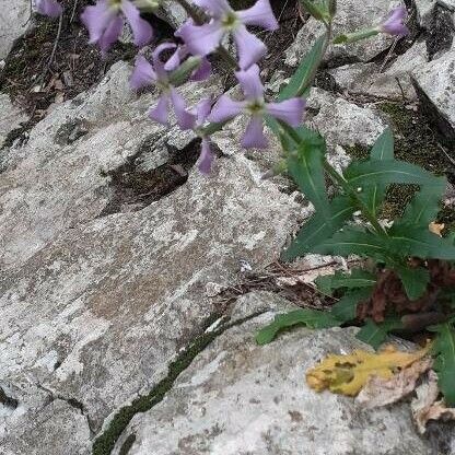 Hesperis laciniata Blad