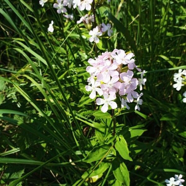 Phlox paniculata Flower