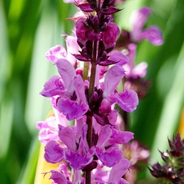 Salvia pratensis Flower