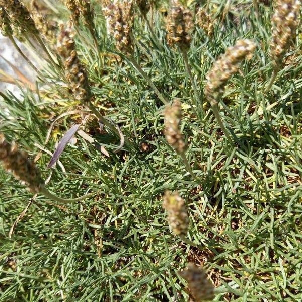 Plantago subulata Fruit