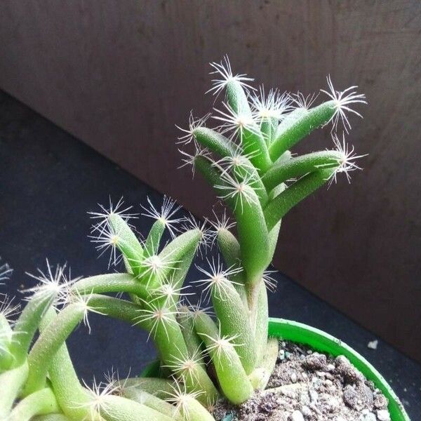 Trichodiadema densum Folla