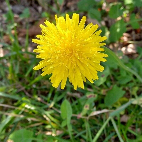 Taraxacum campylodes Цвят