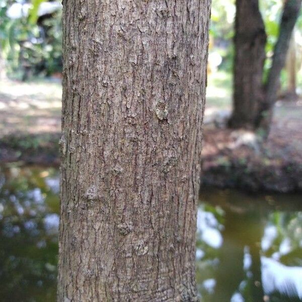 Morinda citrifolia Кора