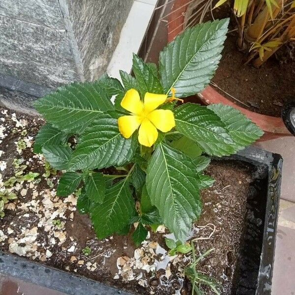 Turnera ulmifolia Žiedas