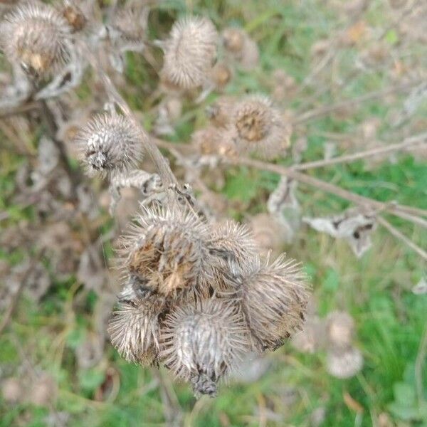 Arctium minus Fruit