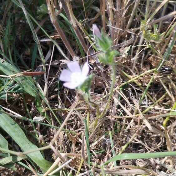 Malva setigera Flor