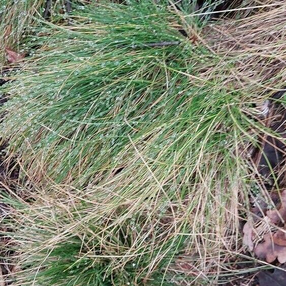 Festuca filiformis List