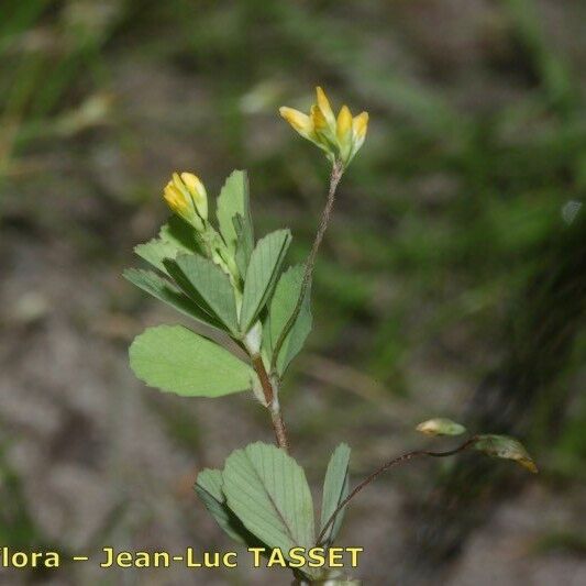 Trifolium micranthum Кветка