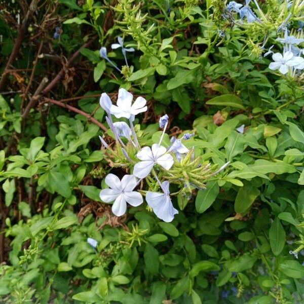 Plumbago auriculata Kvet