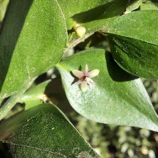 Ruscus aculeatus 花
