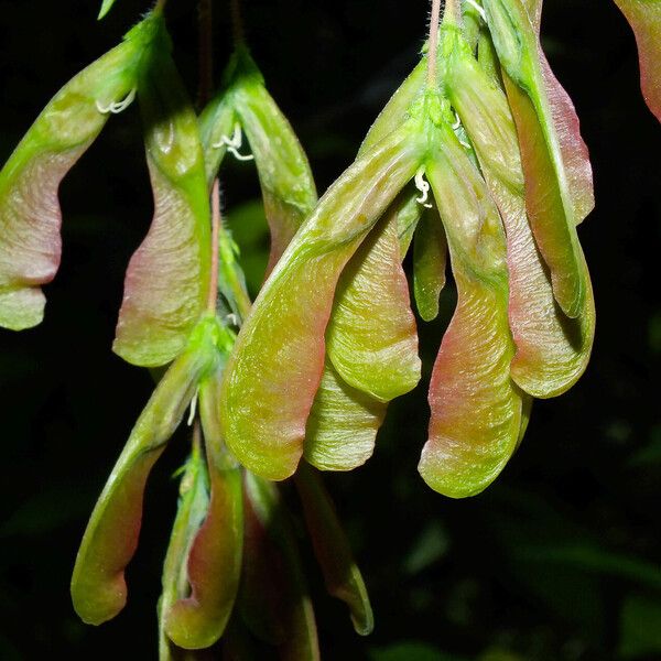 Acer negundo Frukto