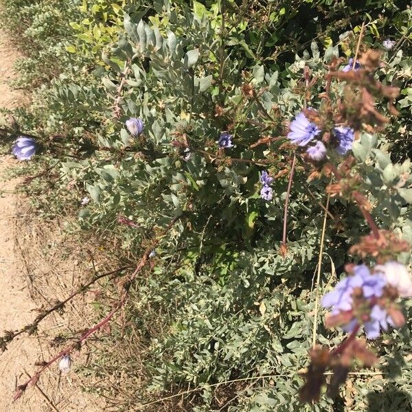 Cichorium endivia Habitus