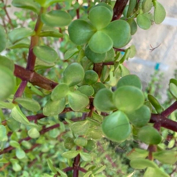 Portulacaria afra Leaf