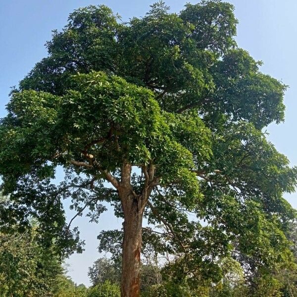 Alstonia scholaris Other