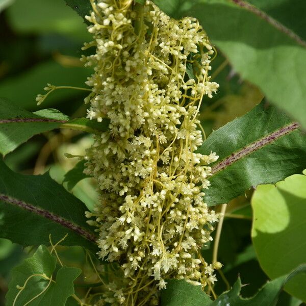 Cassytha filiformis Цвят