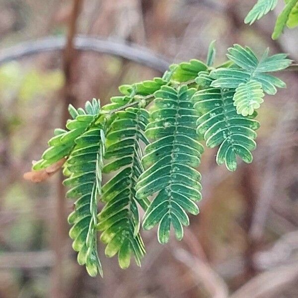 Mimosa pigra 葉