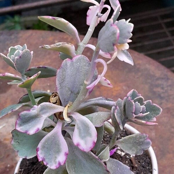 Kalanchoe fedtschenkoi Habitus