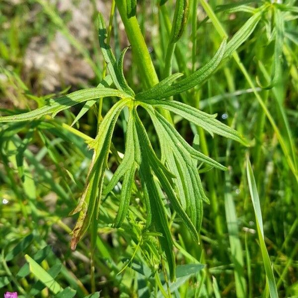 Ranunculus acris Leaf