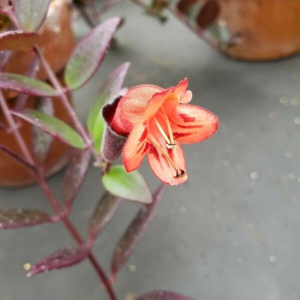 Aeschynanthus pulcher Çiçek