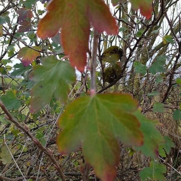 Ribes alpinum Folla