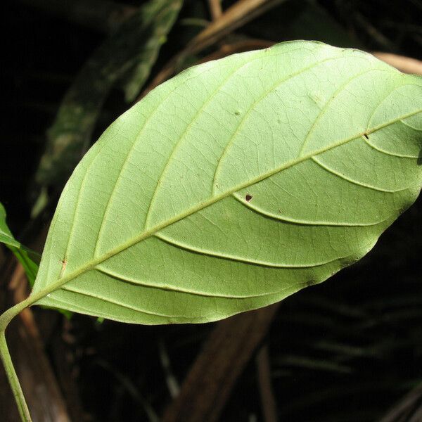 Trichilia euneura Leaf