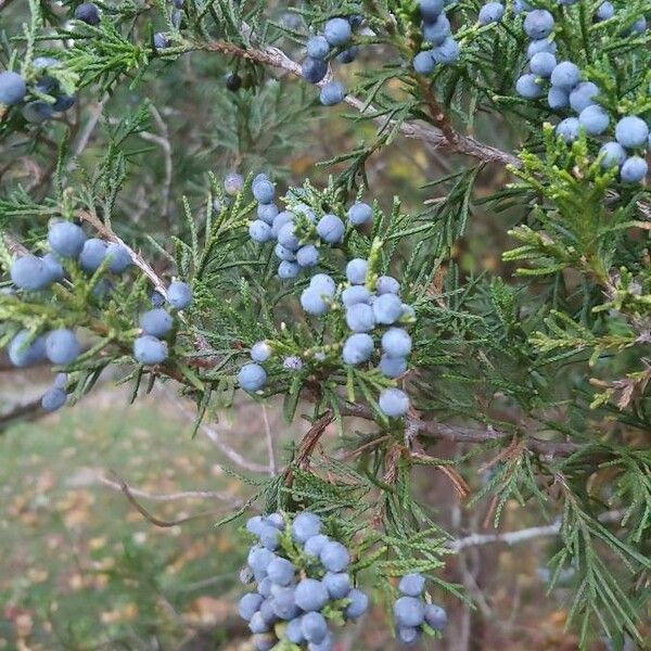 Juniperus virginiana Hedelmä