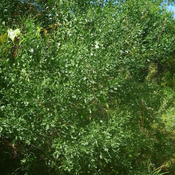 Baccharis halimifolia Характер