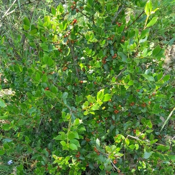 Rhamnus alaternus عادت