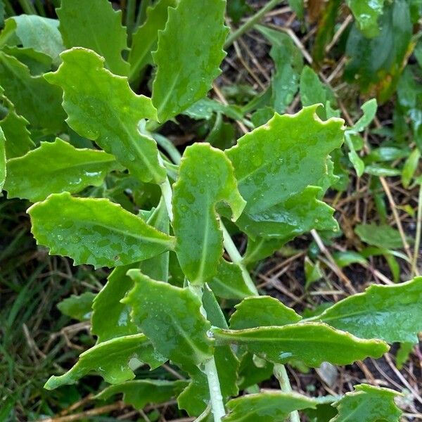 Hylotelephium telephium Leaf