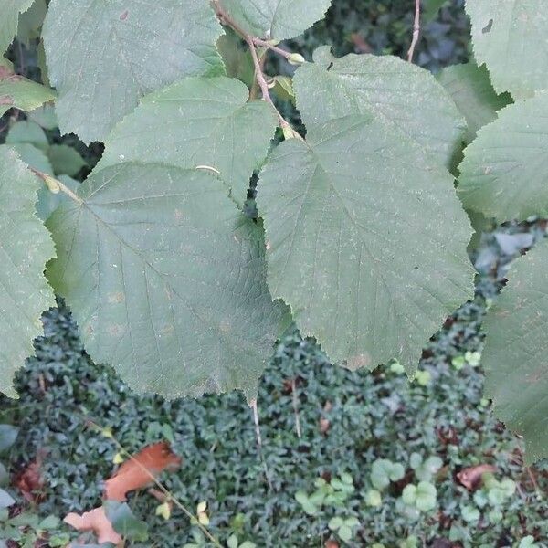 Corylus cornuta Blatt