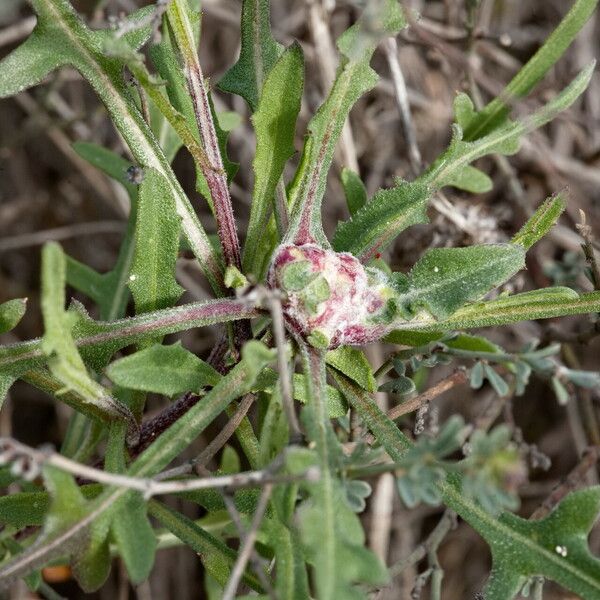 Centaurea aspera List