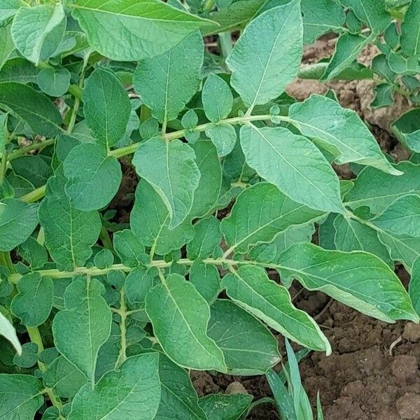 Solanum tuberosum Лист