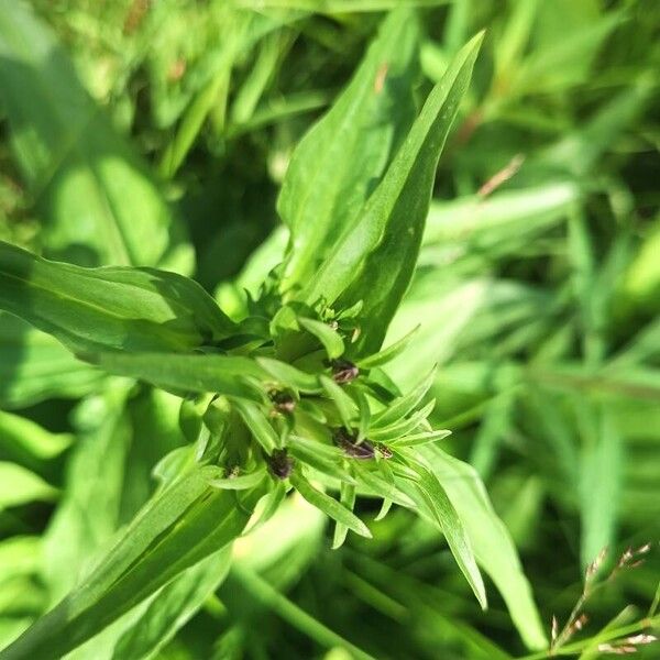 Gentiana pannonica Blüte