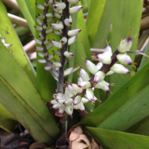 Bromelia karatas Altres