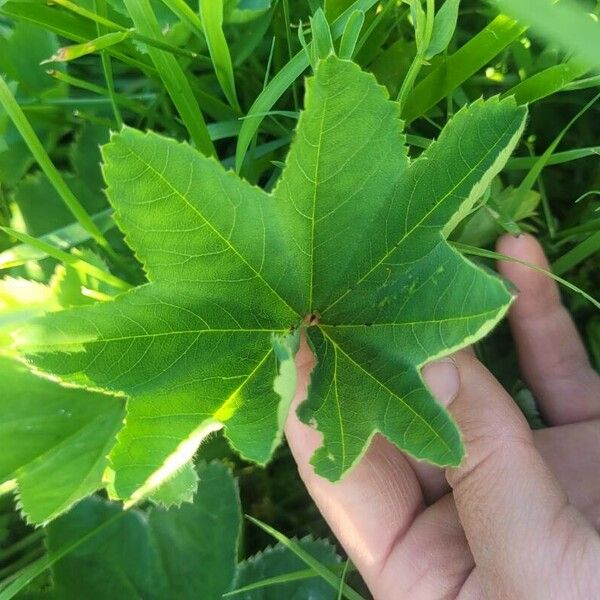 Alchemilla xanthochlora 葉