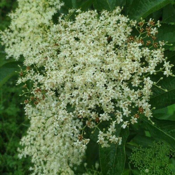 Sambucus canadensis Кветка