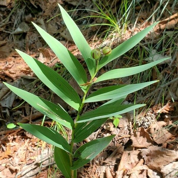 Maianthemum stellatum Blatt