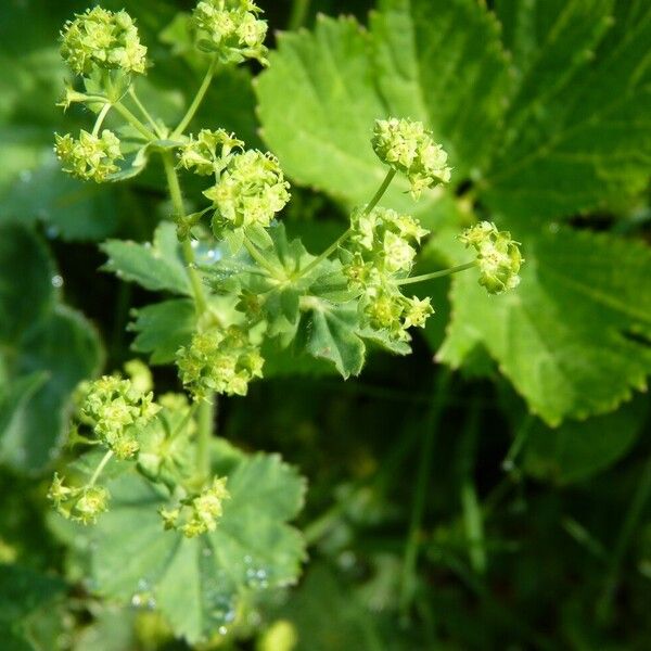 Alchemilla xanthochlora Квітка