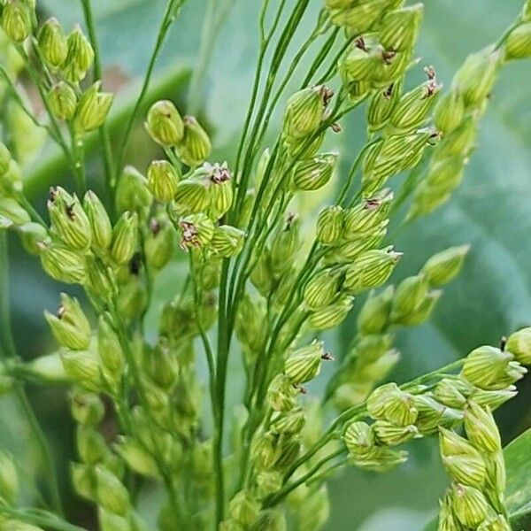 Panicum miliaceum Floro