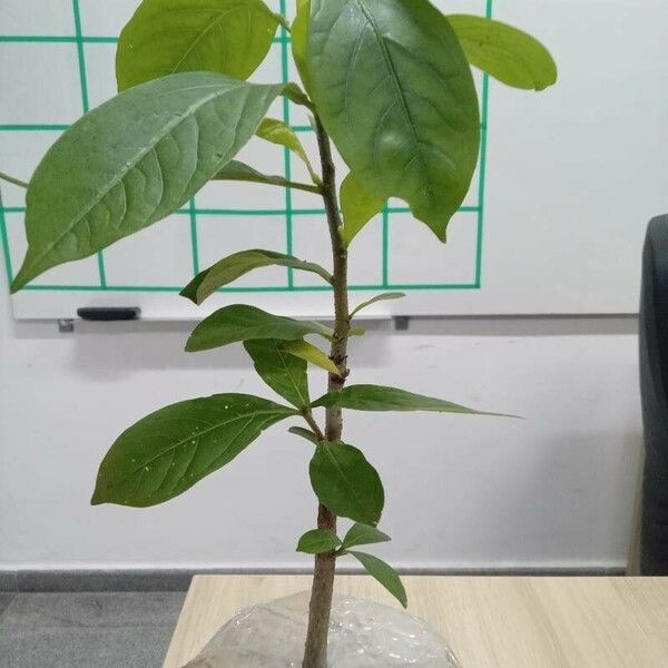 Adansonia digitata Folha