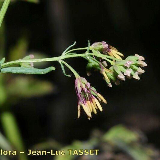 Thalictrum simplex Flor