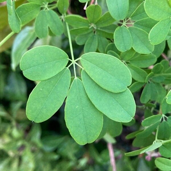 Akebia quinata Leaf