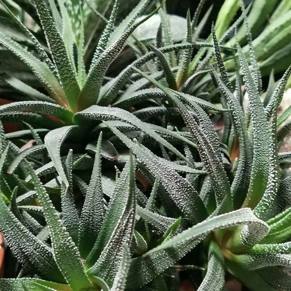 Haworthia fasciata Fuelha